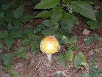 Amanita muscaria var. guessowii image