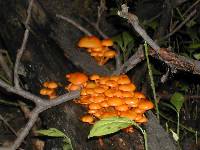 Mycena leaiana image