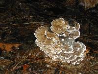 Trametes versicolor image