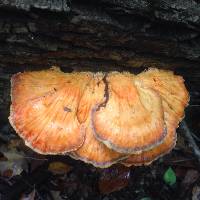 Laetiporus sulphureus image