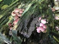 Mycena haematopus image