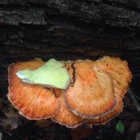 Laetiporus sulphureus image