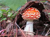 Amanita muscaria image