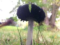 Coprinus comatus image