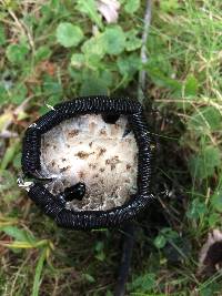 Coprinus comatus image