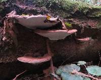 Ganoderma applanatum image