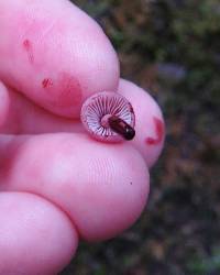 Mycena haematopus image