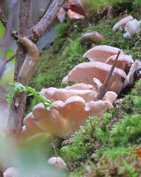 Pleurotus ostreatus image