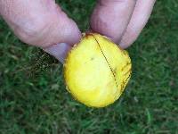 Suillus americanus image