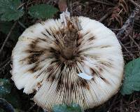 Chlorophyllum olivieri image