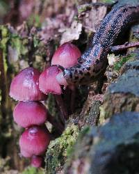 Mycena haematopus image