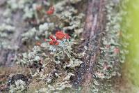 Cladonia cristatella image