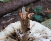 Chlorophyllum olivieri image