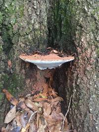 Ganoderma applanatum image