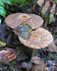 Chlorophyllum olivieri image