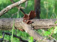 Auricularia auricula-judae image