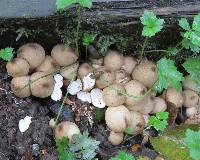 Lycoperdon pyriforme image