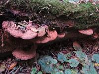 Ganoderma applanatum image