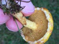 Suillus americanus image