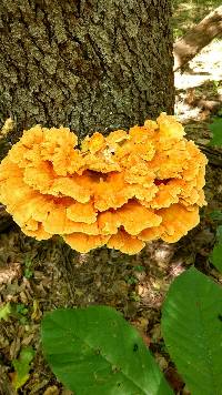 Laetiporus sulphureus image