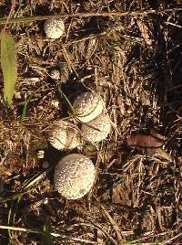 Lycoperdon perlatum image