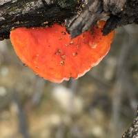 Pycnoporus cinnabarinus image