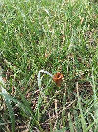 Image of Conocybe deliquescens