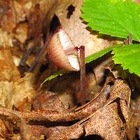 Mycena haematopus image