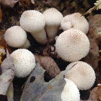 Lycoperdon perlatum image