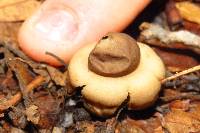 Geastrum saccatum image