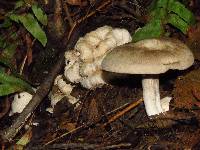 Entoloma abortivum image