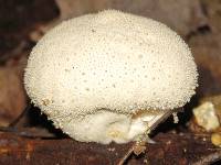 Lycoperdon perlatum image