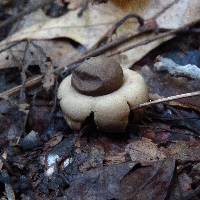 Geastrum saccatum image