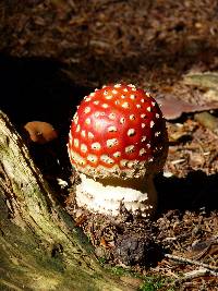 Amanita muscaria image