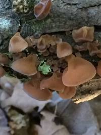 Auricularia americana image