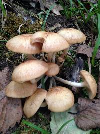 Armillaria tabescens image