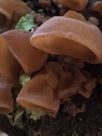 Auricularia americana image