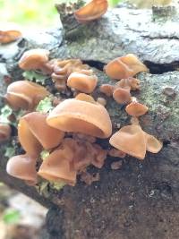 Auricularia americana image