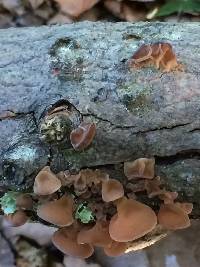 Auricularia americana image