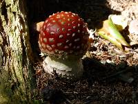 Amanita muscaria image