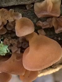 Auricularia americana image