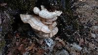 Laetiporus gilbertsonii image