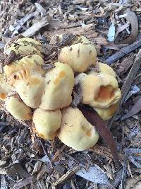 Laetiporus gilbertsonii image