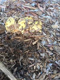 Laetiporus gilbertsonii image