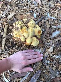 Laetiporus gilbertsonii image