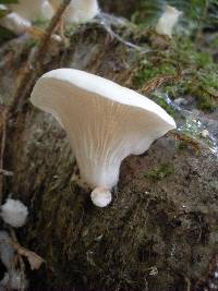 Pleurotus ostreatus image