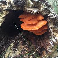 Laetiporus sulphureus image