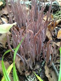 Alloclavaria purpurea image