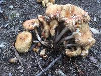 Armillaria tabescens image