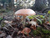 Amanita muscaria image